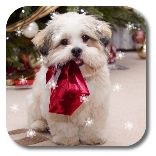 Xmas Puppy Live Wallpaper 個人化 App LOGO-APP開箱王