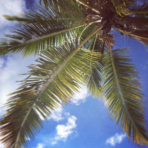 10831741_1582307905332959_1954239330_n - Laying under the sun. Only worry is if a coconut falls on you... :)