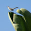 Northern mockingbird