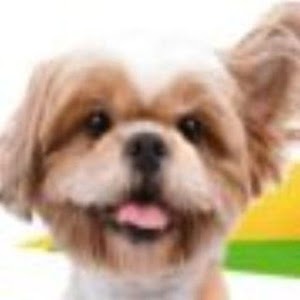 Our Pet World 0.1