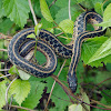 Common Ribbon Snake