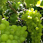 Green Grapes, variety: Delight (seedless)