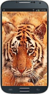Lastest Tiger Licking Screen HD APK for PC