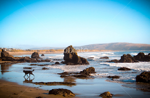 Black Labrador enjoying the Pacific Ocean by Del Candler - Landscapes Beaches