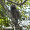 Common marmoset