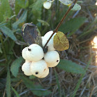 Common Snowberry