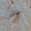 Harvester Ant - Male