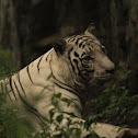 White tiger