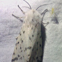 Fall webworm moth