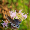Red-Spotted Purple butterfly