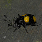 Handsome Fungus Beetle