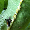Milkweed tussock caterpillar