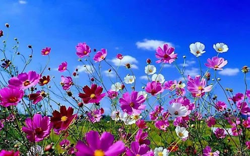 Download Spring Flowers APK for PC