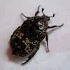 Flower Scarab Beetle