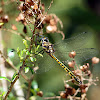 Australian Emerald Dragonfly?