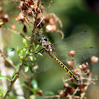 Australian Emerald Dragonfly?
