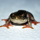 Painted Reed Frog