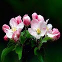 Pretty Rose Pics i