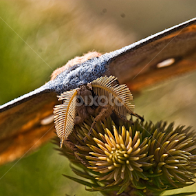 i am ill by Srimanta Ray - Animals Insects & Spiders