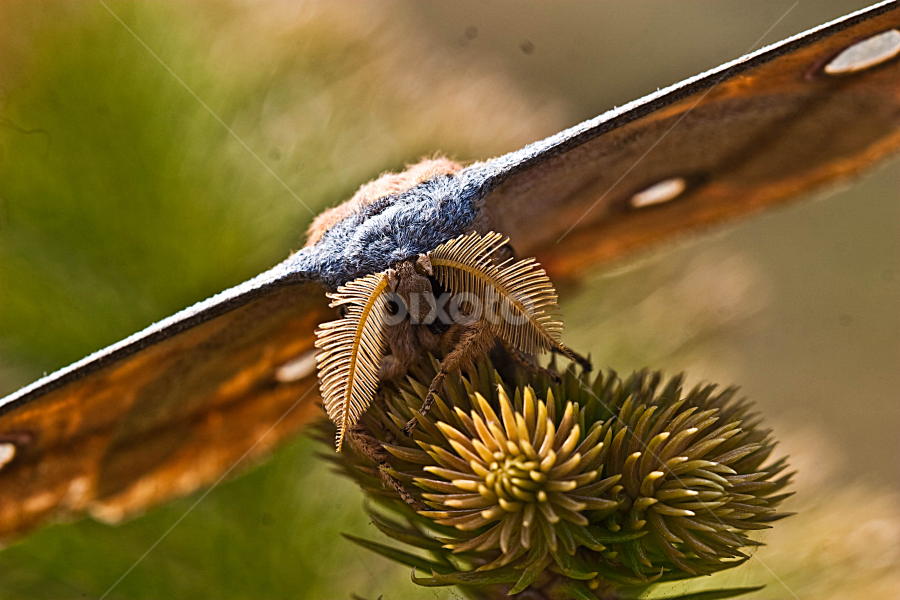 i am ill by Srimanta Ray - Animals Insects & Spiders