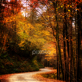 Mountain Back Road in Fall by Greg Mimbs - City,  Street & Park City Parks