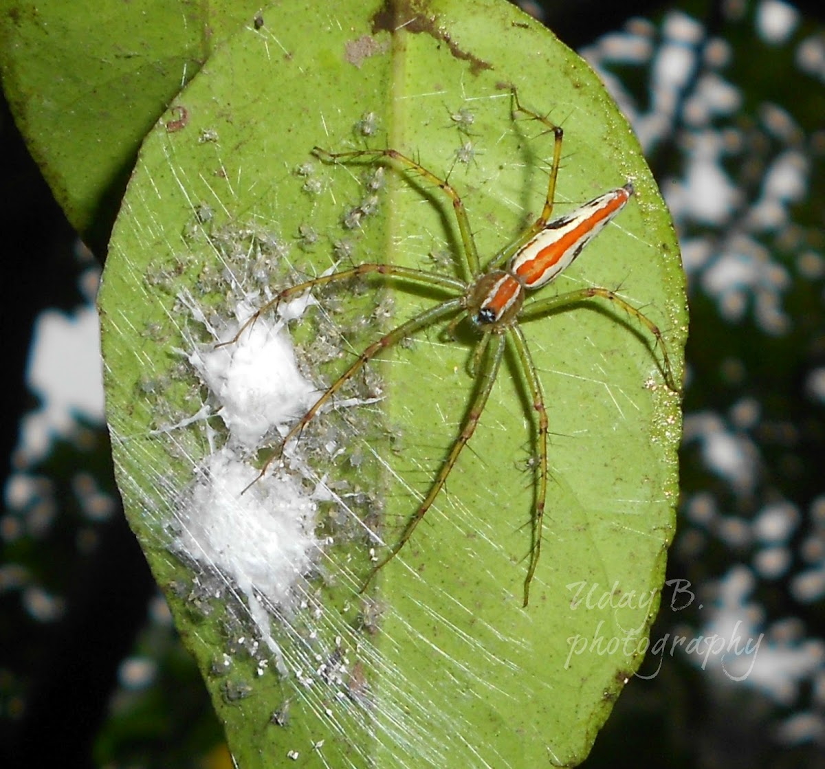 Orange backed Lynx Spider(Female) with spiderlings