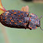Bark gnawing beetle