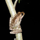 Baudin's Treefrog