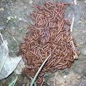 A Swarm of Milipedes