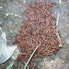 A Swarm of Milipedes