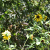 Lesser Goldfinch         female