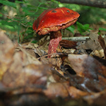 Mushrooms of Appalachia