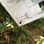 Black Wood Spider