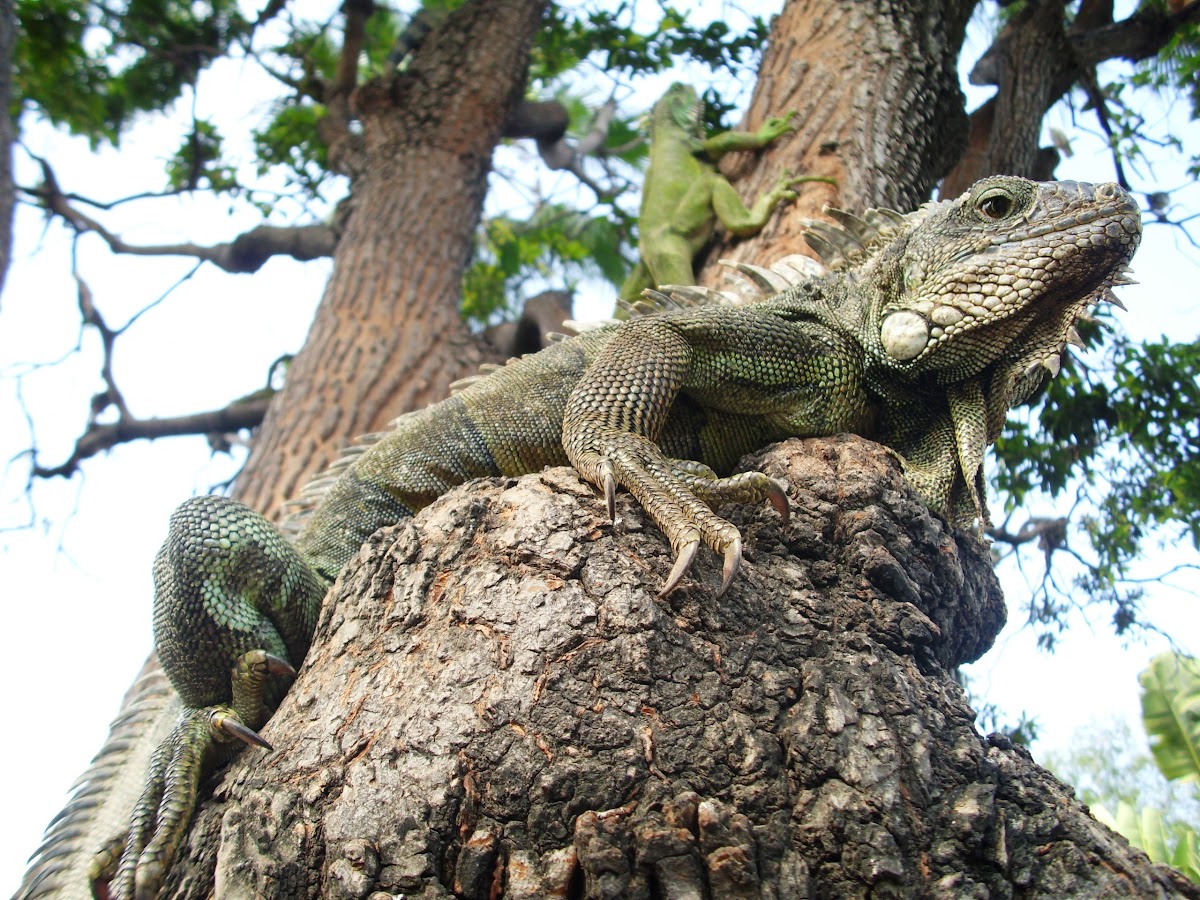 Iguana Guayaca