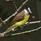 Bienteveo chico (Lesser Kiskadee)