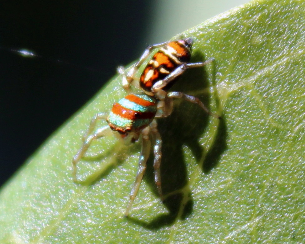 Peacock Jumping Spider