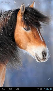 Free Download Horses in winter APK