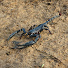 Java Forest Scorpion