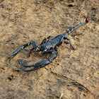 Java Forest Scorpion