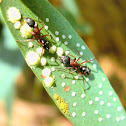 Farmer ants tending stock