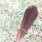 Ruddy ground dove (feather)