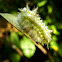 Slug moth