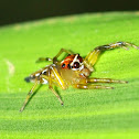 red headed spider