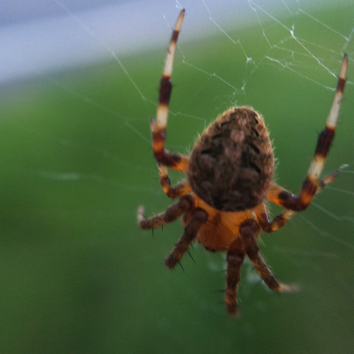 Selenopid crab spider