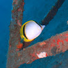 Yellow-dotted butterflyfish