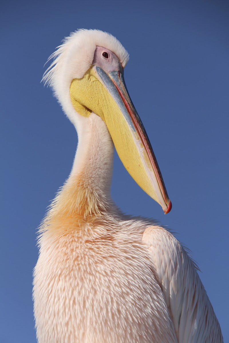 Greater White Pelican