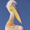 Greater White Pelican