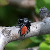 Red-backed jumping spider (male)