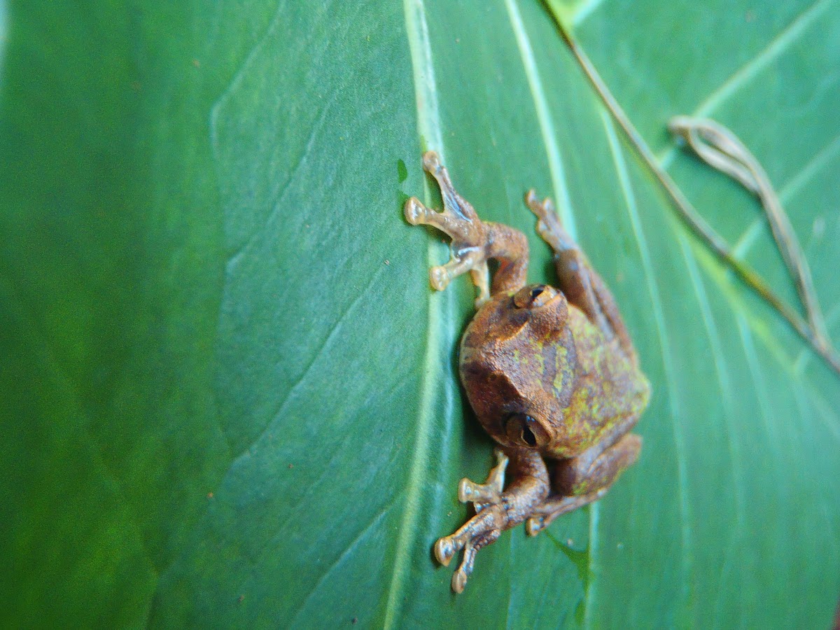 Common Mexican Tree Frog