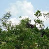 Wood stork